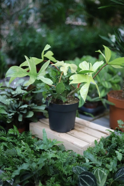 Philodendron Florida Ghost (2).JPG