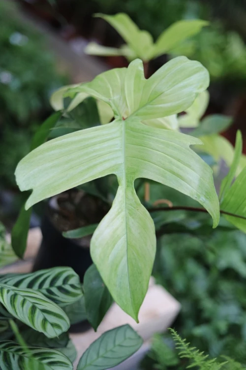 Philodendron Florida Ghost (3).JPG