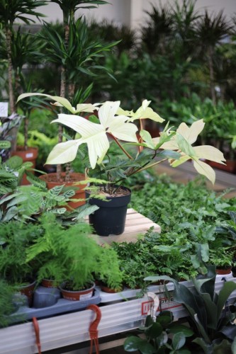 Philodendron Florida Ghost (4).JPG