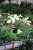 Philodendron Florida Ghost (4).JPG