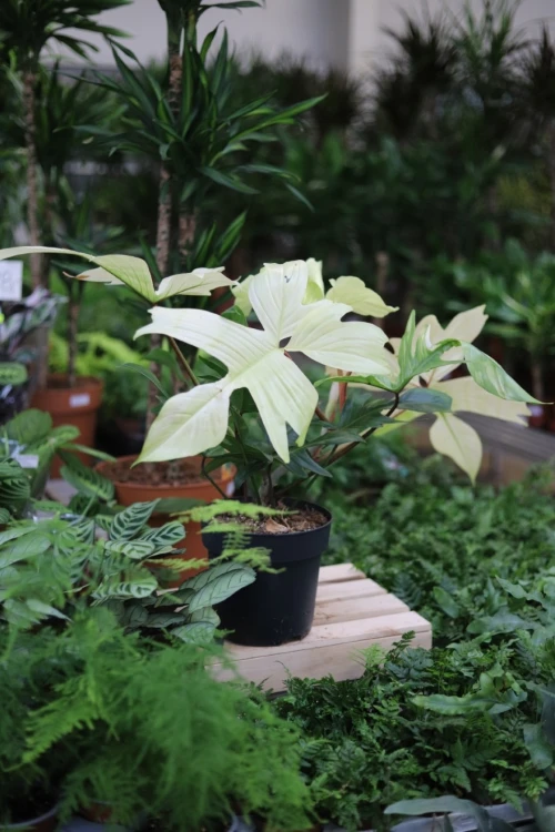 Philodendron Florida Ghost (5).JPG