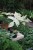 Philodendron Florida Ghost (6).JPG