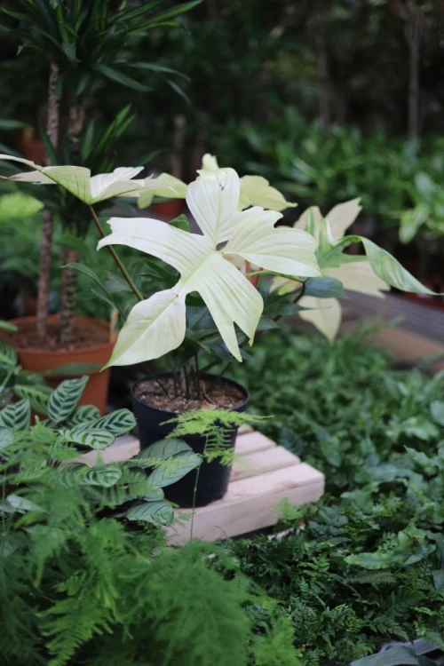 Philodendron Florida Ghost (6).JPG
