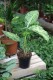 dieffenbachia mars (1).JPG