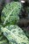 dieffenbachia mars (2).JPG