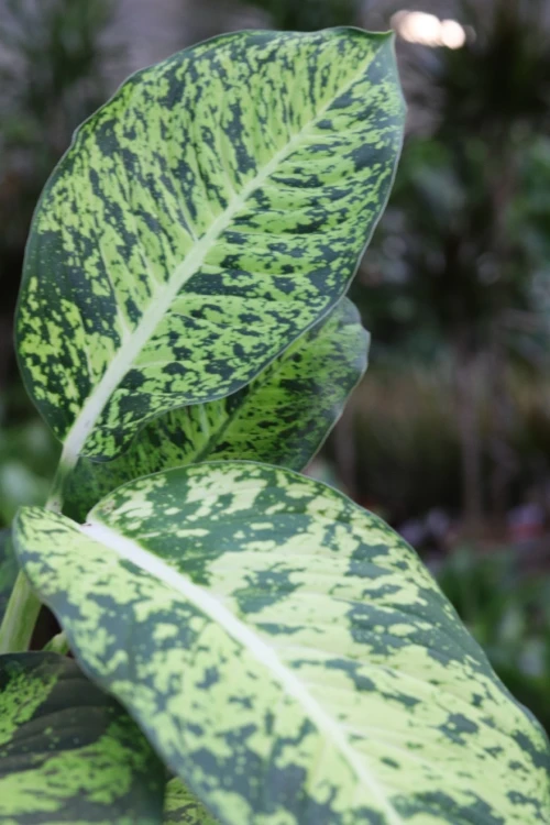 dieffenbachia mars (2).JPG