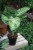 dieffenbachia mars (3).JPG