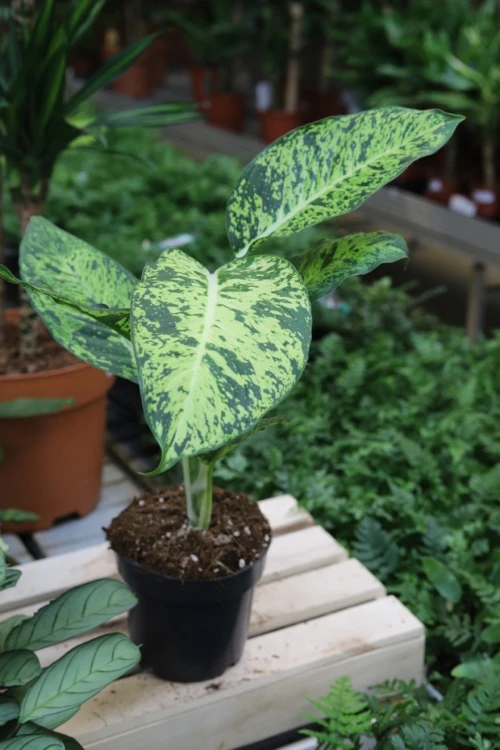 dieffenbachia mars (3).JPG