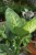 Dieffenbachia ‘Living Fantasy’ (1).JPG