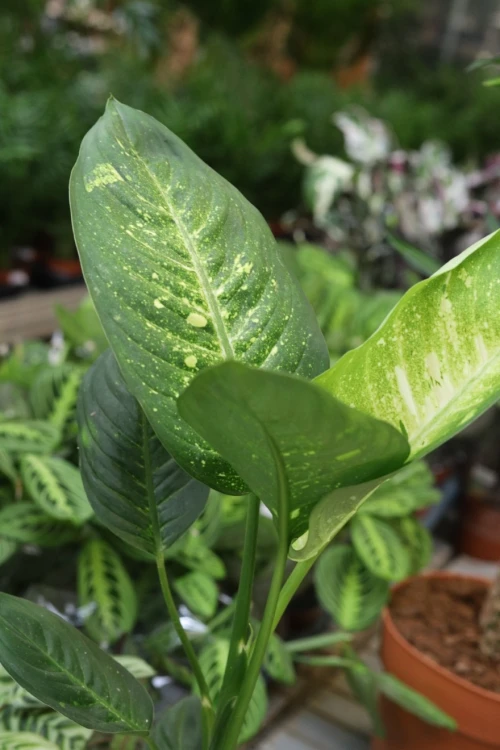 Dieffenbachia ‘Living Fantasy’ (1).JPG