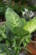 Dieffenbachia ‘Living Fantasy’ (1).JPG