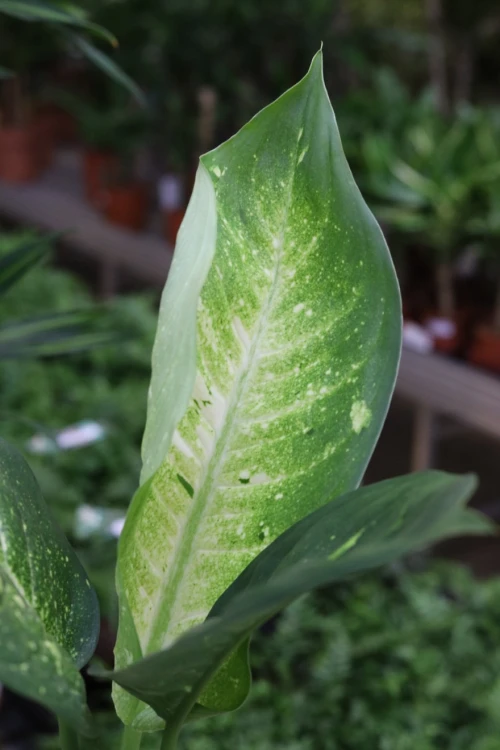 Dieffenbachia ‘Living Fantasy’ (2).JPG