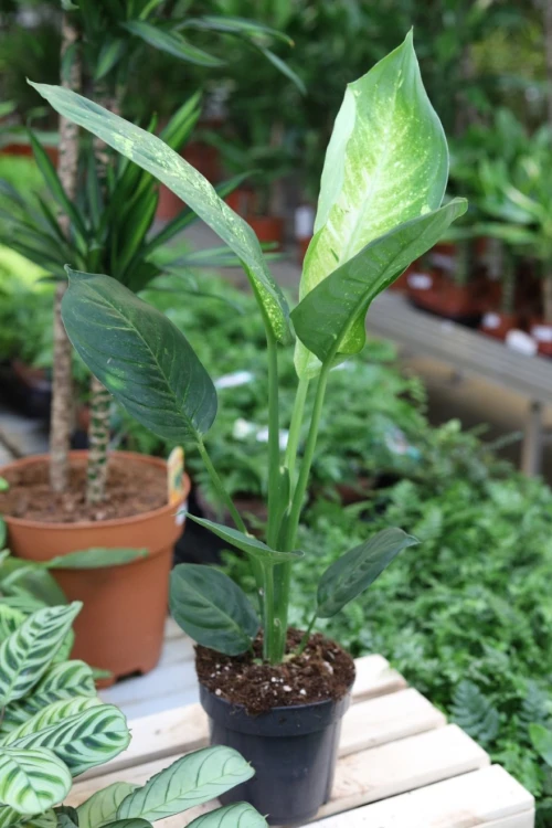 Dieffenbachia ‘Living Fantasy’ (3).JPG