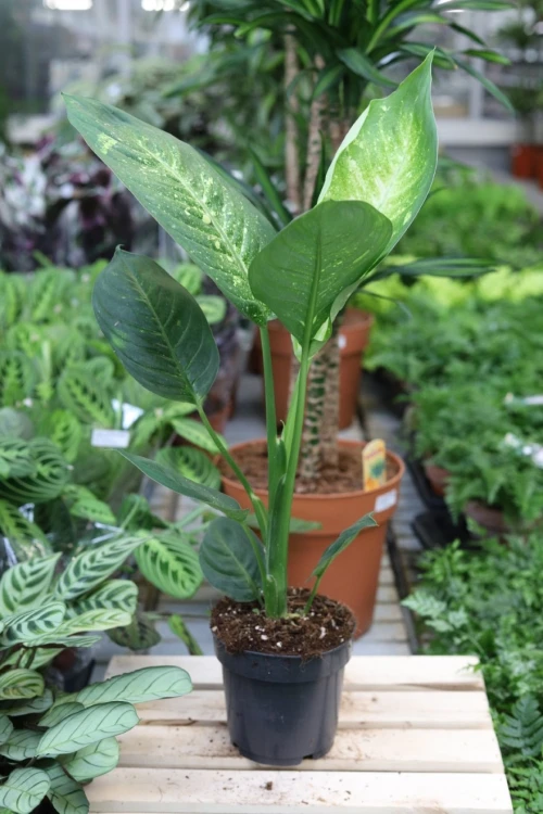 Dieffenbachia ‘Living Fantasy’ (4).JPG