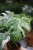Monstera Deliciosa (Monstera dziurawa) 2 (4).JPG