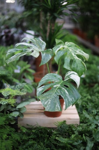 Monstera Deliciosa (Monstera dziurawa) 2 (1).JPG