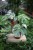 Monstera Deliciosa (Monstera dziurawa) 2 (1).JPG