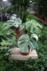 Monstera Deliciosa (Monstera dziurawa) 2 (1).JPG