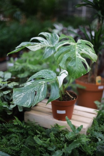 Monstera Deliciosa (Monstera dziurawa) 2 (2).JPG