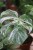 Monstera Deliciosa (Monstera dziurawa) 2 (3).JPG