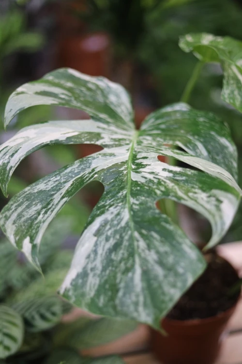 Monstera Deliciosa (Monstera dziurawa) 2 (3).JPG