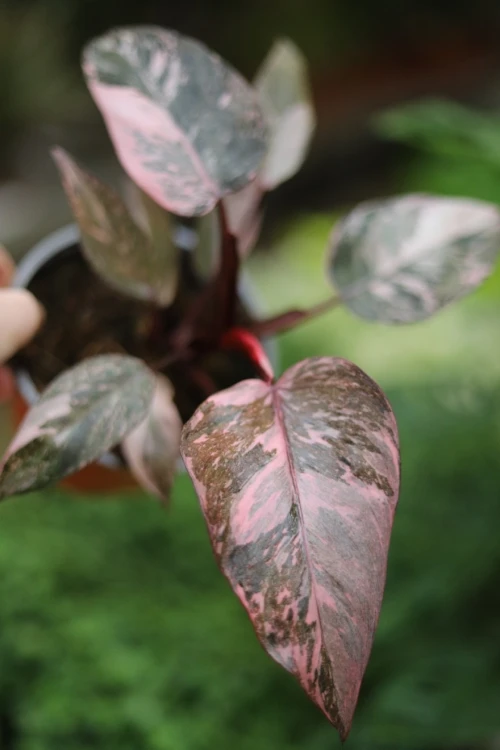 Philodendron 'Pink Princess Marble'  (3).JPG