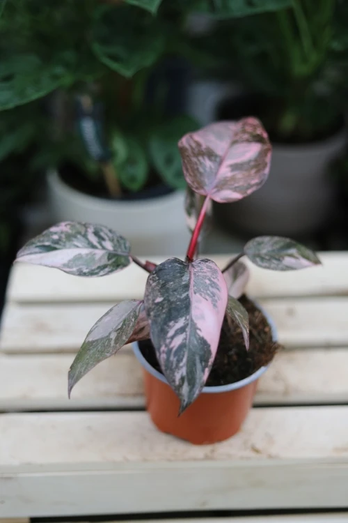 Philodendron 'Pink Princess Marble'  (1).JPG