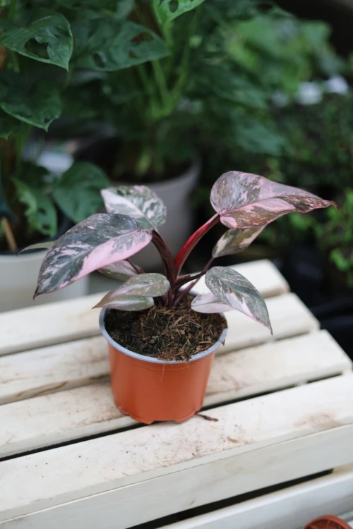 Philodendron 'Pink Princess Marble'  (2).JPG