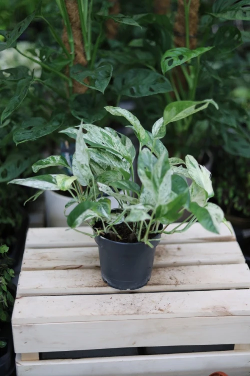 Epipremnum pinnatum Marble Variegata (1).JPG