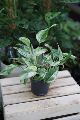 Epipremnum pinnatum Marble Variegata (2).JPG