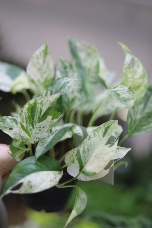 Epipremnum pinnatum Marble Variegata (3).JPG
