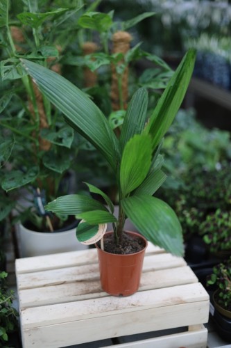 Licula grandis (1).JPG