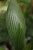 Licula grandis (3).JPG