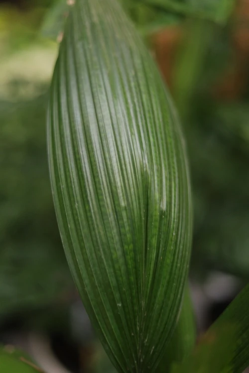 Licula grandis (3).JPG