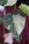 monstera thai constellation m (4).JPG