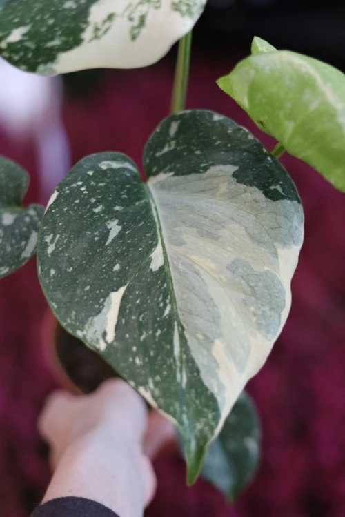 monstera thai constellation m (4).JPG