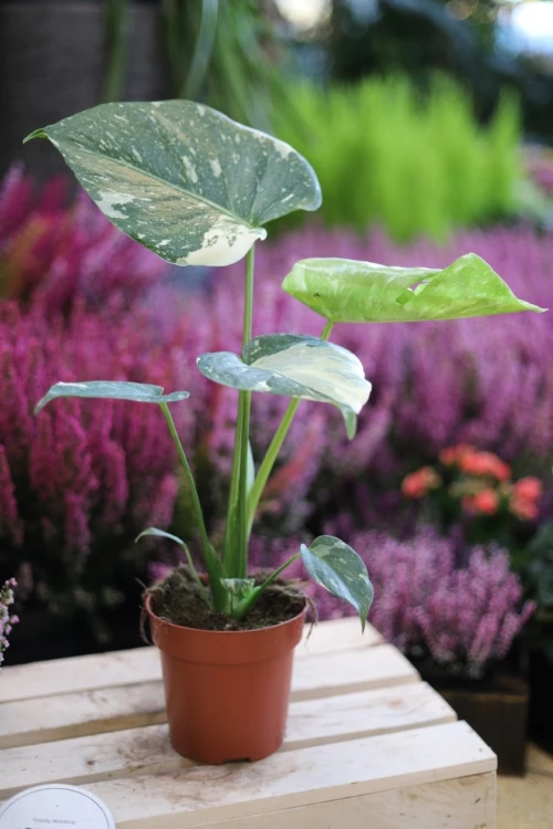 monstera thai constellation m (1).JPG