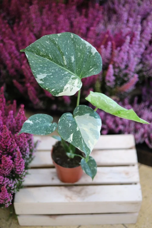 monstera thai constellation m (2).JPG