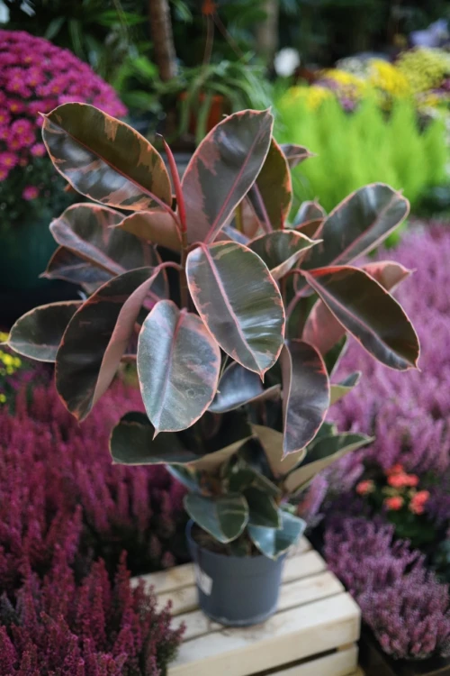 Fikus sprężysty Belize (Ficus Belize) XXL (1).JPG