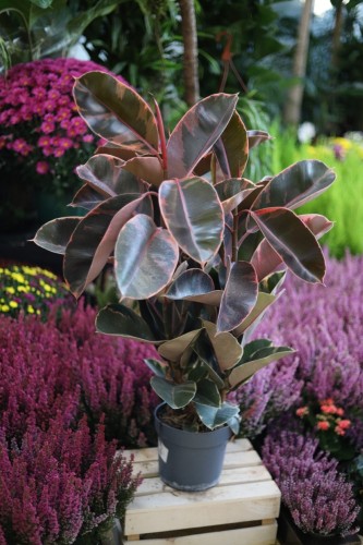 Fikus sprężysty Belize (Ficus Belize) XXL (2).JPG