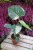 monstera thai constellation m (3).JPG