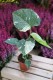 monstera thai constellation m (3).JPG