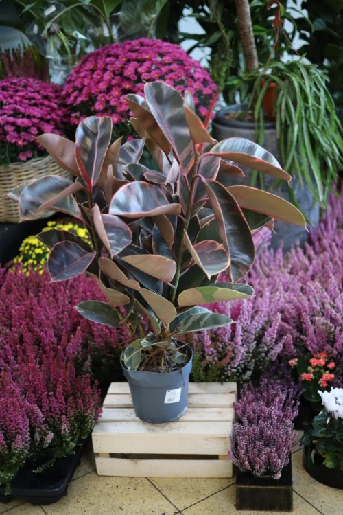 Fikus sprężysty Belize (Ficus Belize) XXL (4).JPG