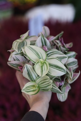 tradescantia unicorn (1).JPG