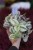 tradescantia unicorn (1).JPG