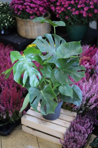 Monstera Deliciosa XXL (1).JPG