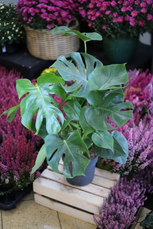 Monstera Deliciosa XXL (1).JPG