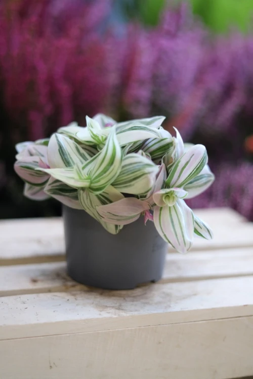 tradescantia unicorn (2).JPG