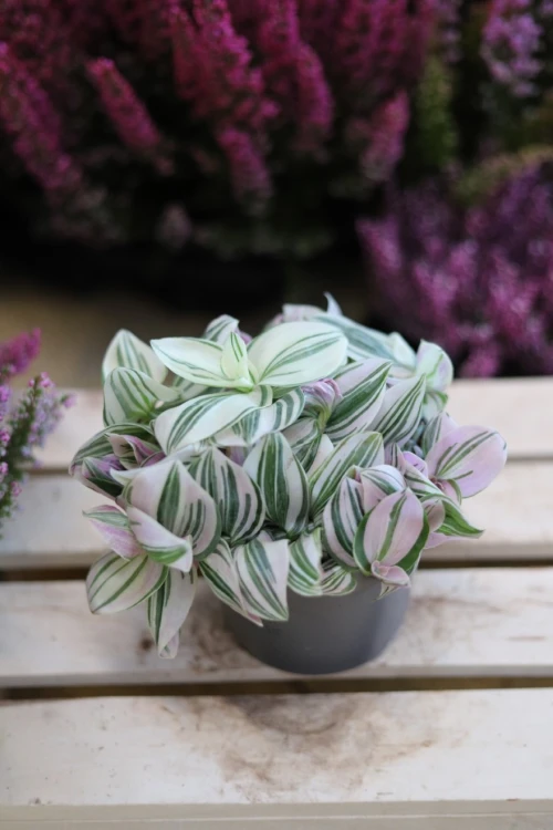 tradescantia unicorn (3).JPG