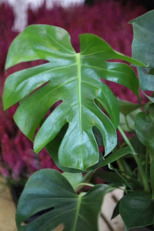 Monstera Deliciosa XXL (3).JPG